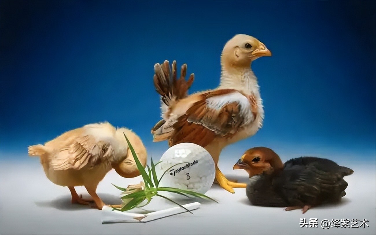 古典油画与超写实油画的对比解析,50—60年代流行超写实油画