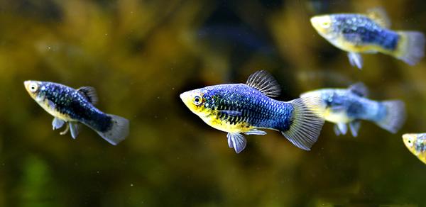 玛丽月光鱼怎么生崽,黑尾月光米奇鱼