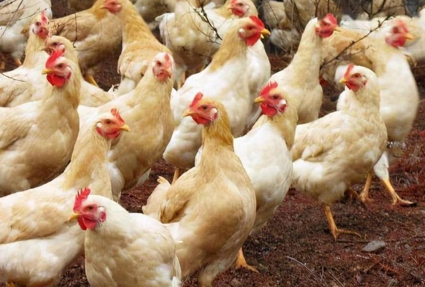 鸡堵气管治疗,鸡支气管堵塞是什么原因引起的