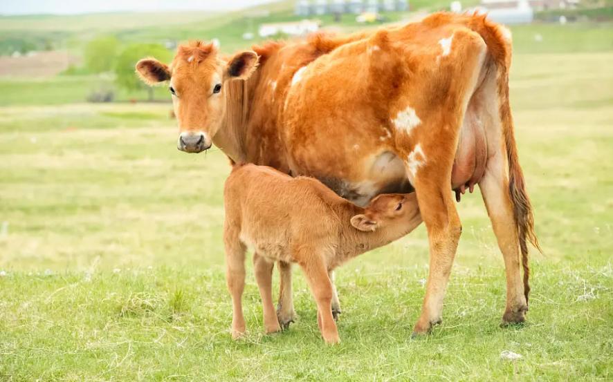 牛得肺炎症状及治疗方法,牛得了肺炎一般要打多长时间针