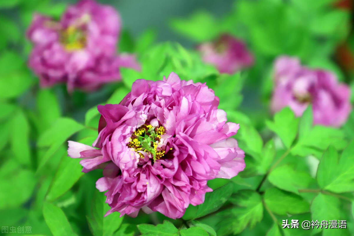 牡丹真国色花开时节动京城的意思,牡丹真国色花开时节动京城谁写的