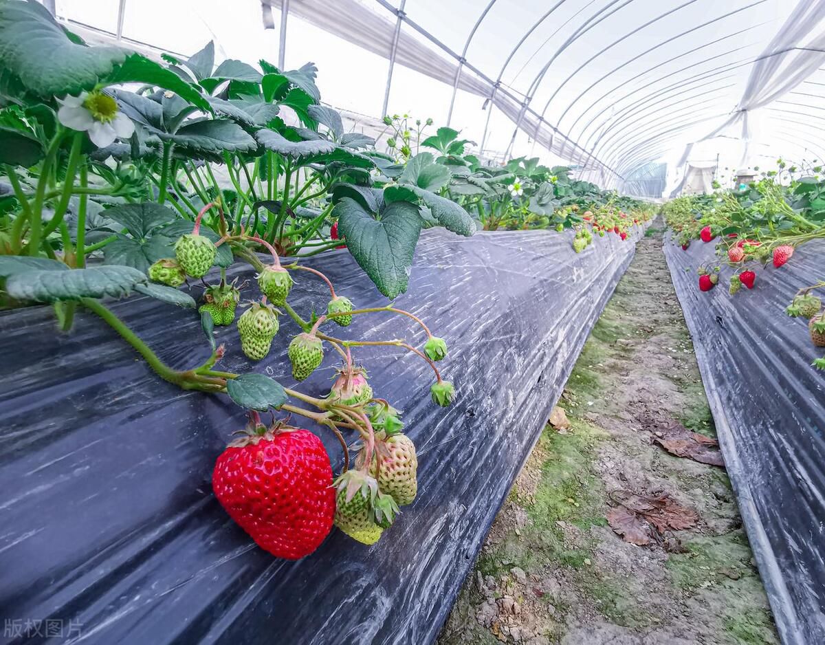 北方春季露天种植的蔬菜有哪些,北方现在芒种种什么时令蔬菜