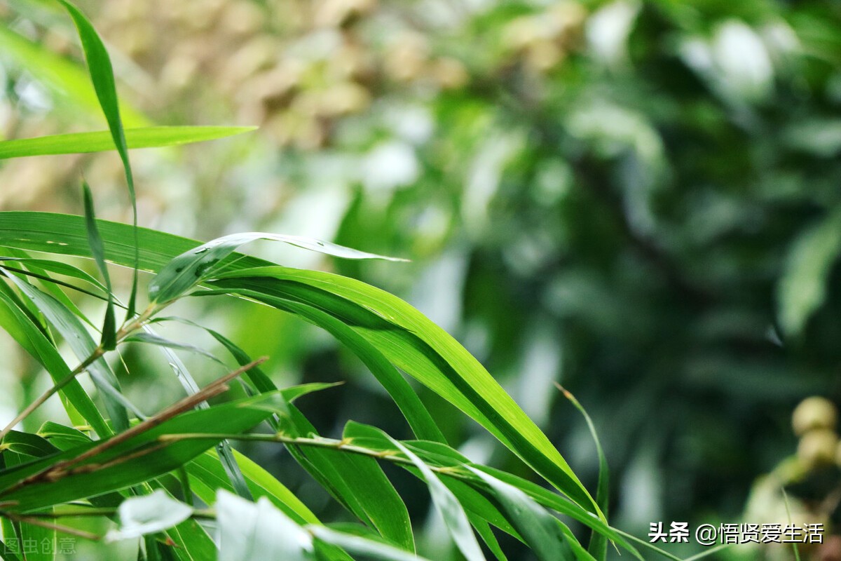 让文竹快速发芽的小方法,想让文竹长得粗壮怎么办