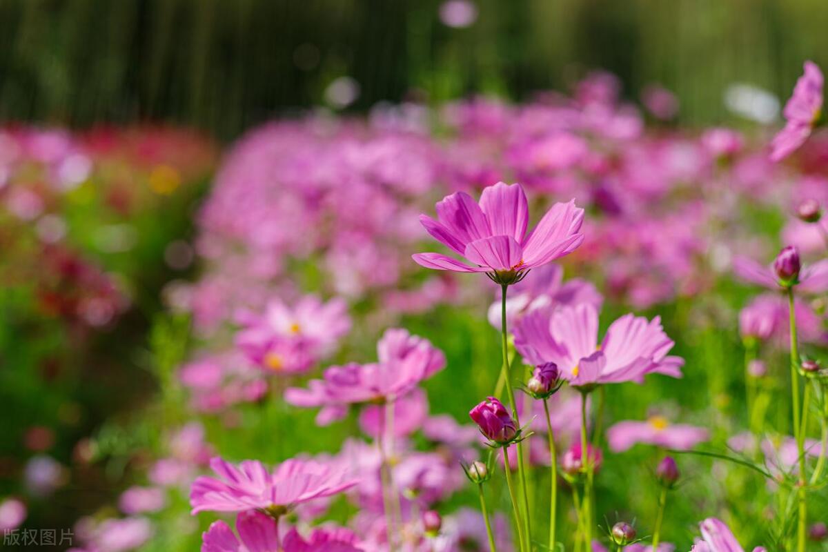 武汉五月看花的地方有哪些,武汉五月的花海