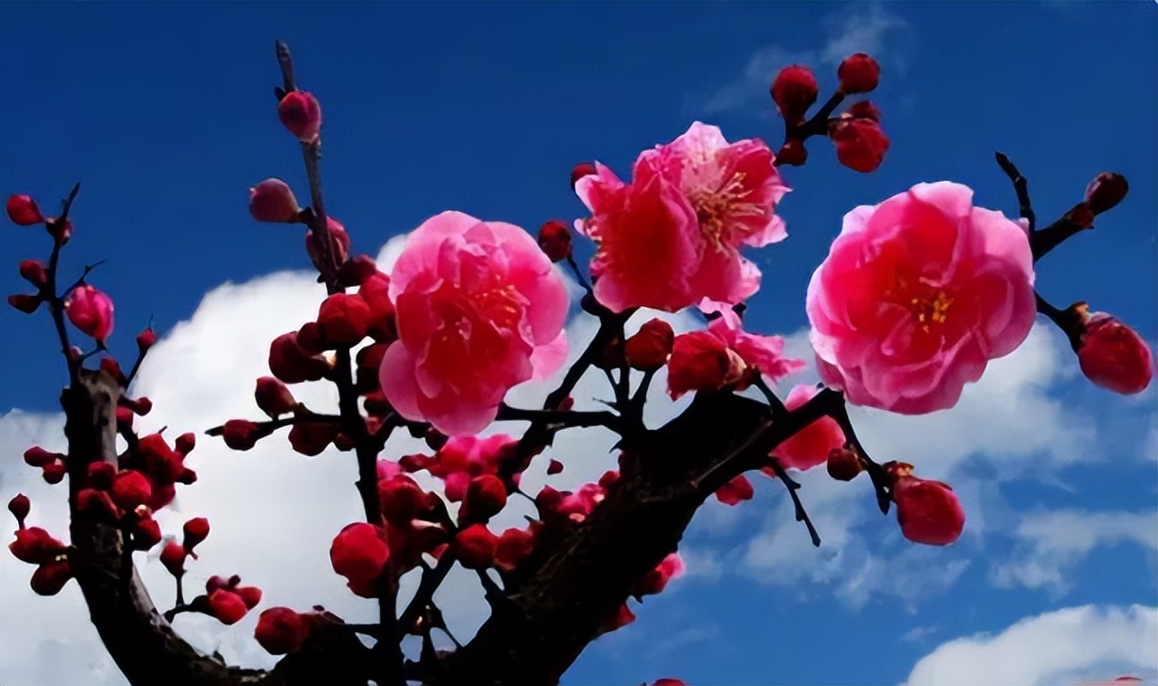 中国十大名花排行榜及图片,中国十大名花明细