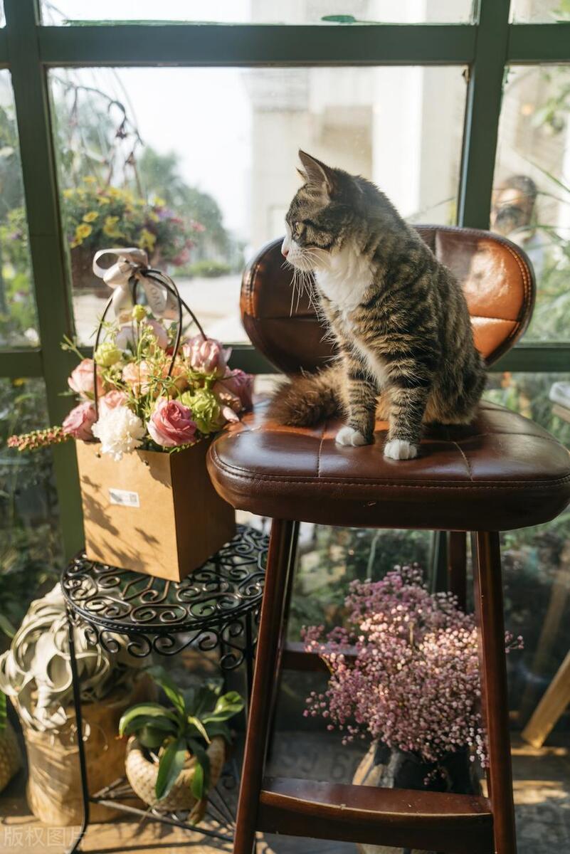 猫咪慢性鼻炎不治会死吗,猫咪吃泼尼松龙治疗鼻炎