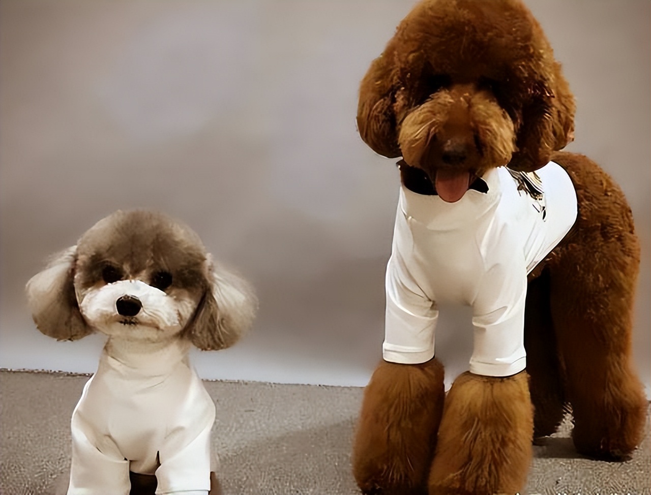 哪个品种的狗狗又好养又乖巧懂事,建议新手养的10种便宜狗狗不掉毛