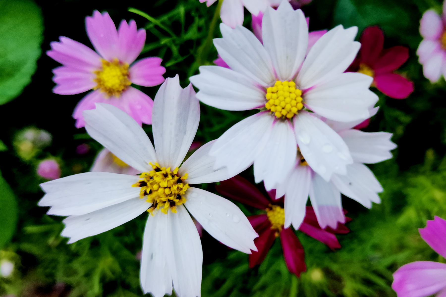 花盆里种不出参天大树——东吴第一任太子孙登成长记