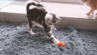 猫咪的生命终点,猫咪的生命有多少年