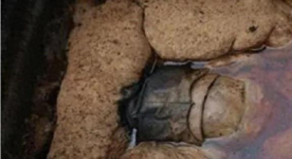 鍙や唬濡囦汉鍗敓甯冨甫,鍙や唬鍙ゅ濂冲案