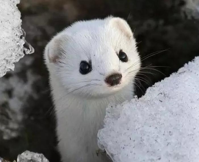 黄鼠狼为什么不宜人吃,李时珍为什么不吃黄鼠狼呢