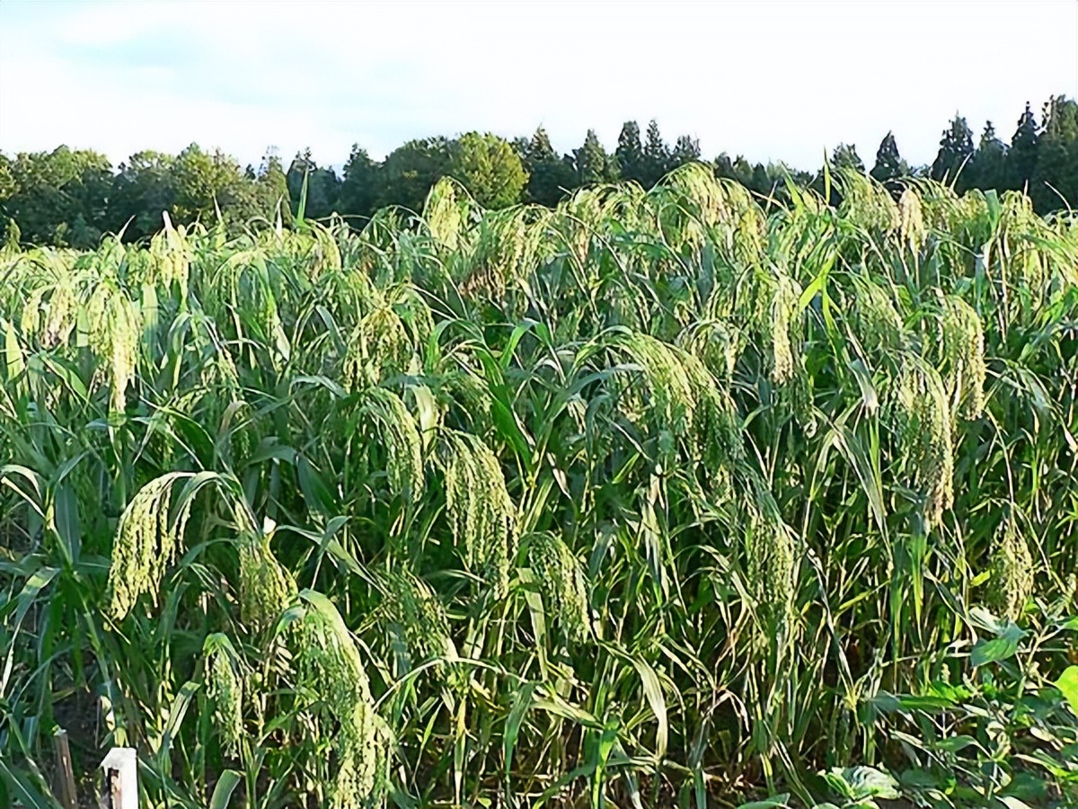 课本里的博物知识,课本里的博物学