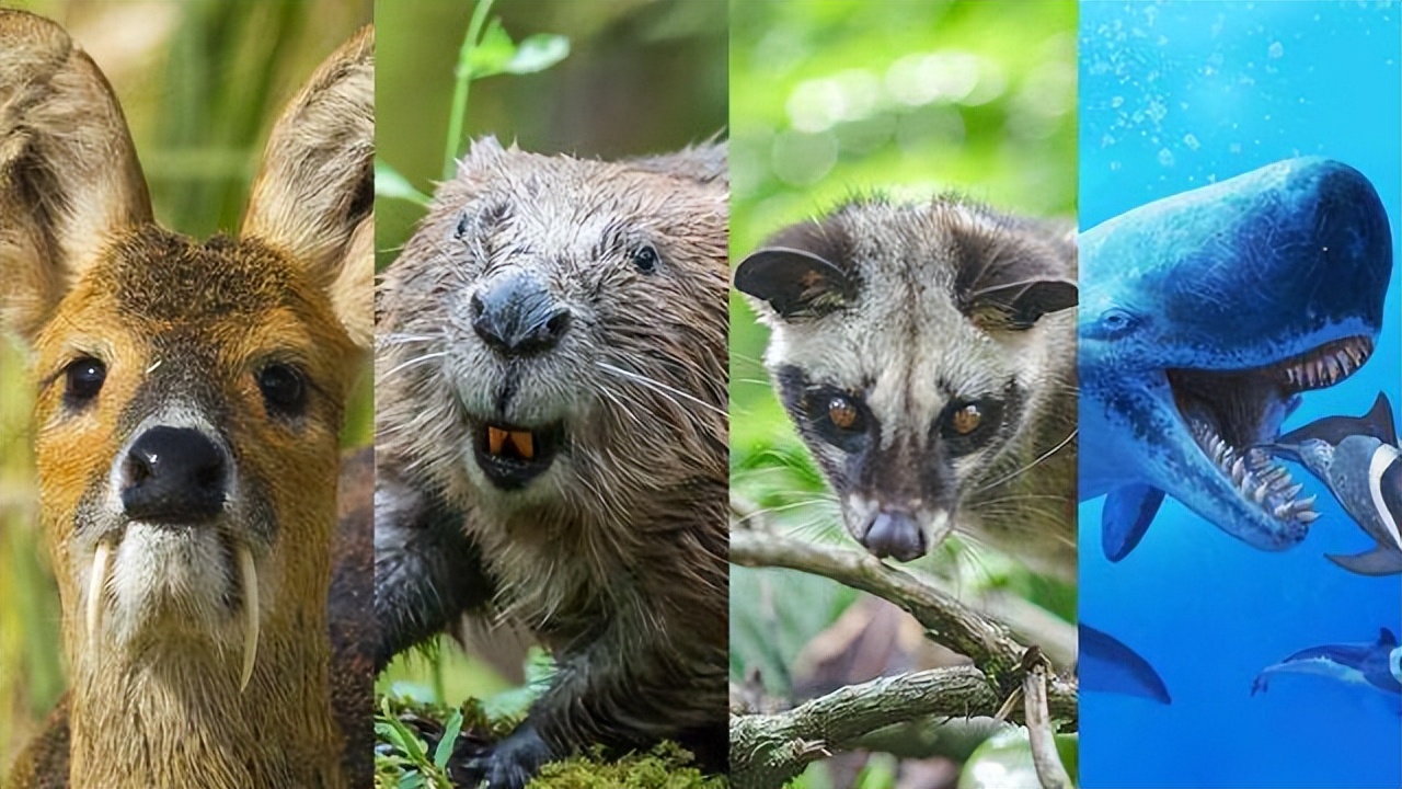 深圳七娘山突现罕见小灵猫！为何人类是罪魁祸首？华南虎何时再现