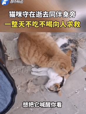 4个月的小奶猫爬上11楼求收养,破大防被拒绝