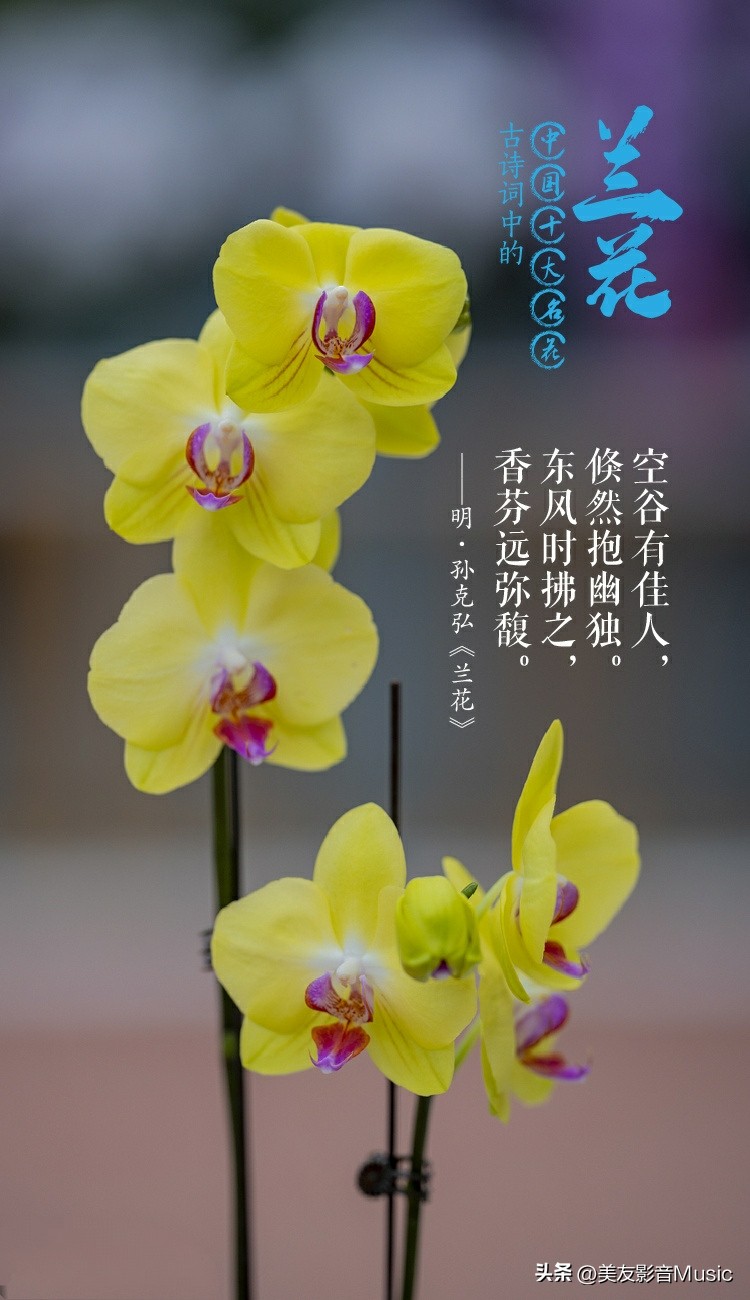 十大著名的兰花诗,十首代表兰花的诗句