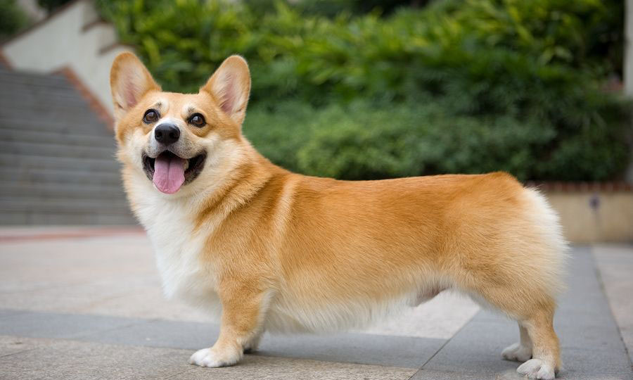 狗狗膀胱炎的症状表现,狗狗出现哪些症状要去看医生