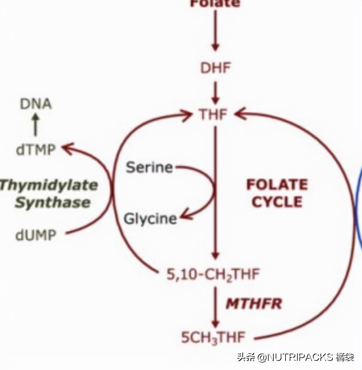 叶酸的营养价值，帮助提升免疫力
