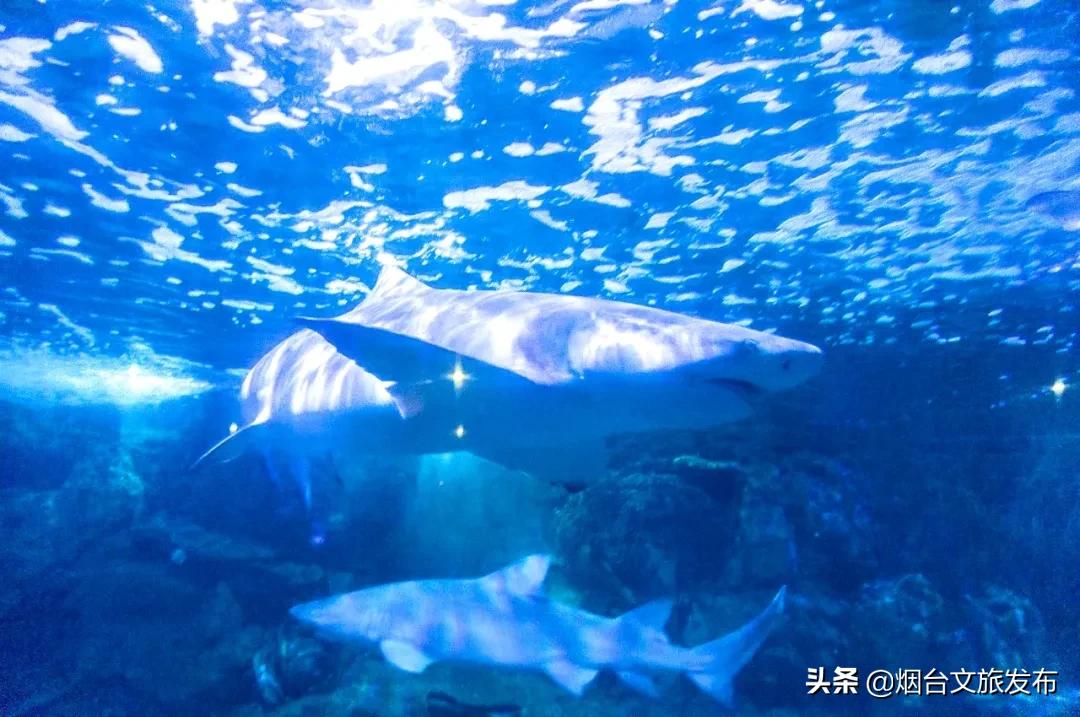 三天两夜蓬莱旅游攻略,3天2晚烟台旅游攻略