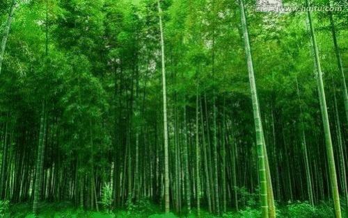 咏竹组诗词五首(外五首)●作者:谢云峰(江西)