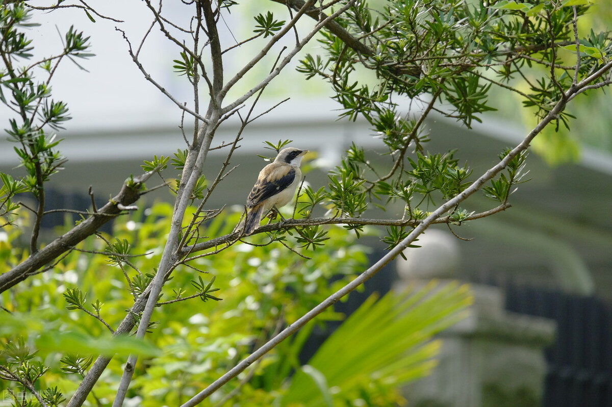 报得三春晖中晖是什么意思,报得三春晖的三春指的是