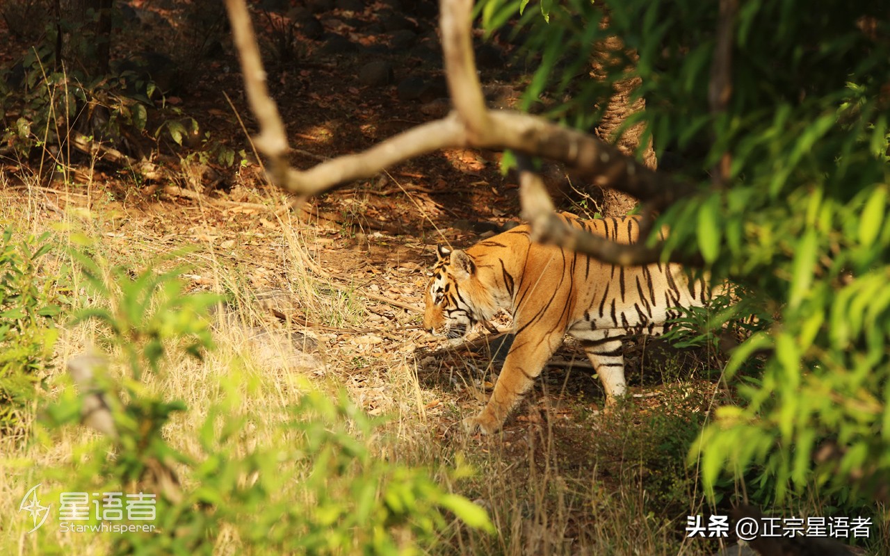 全球老虎数量增加,全球虎还剩多少