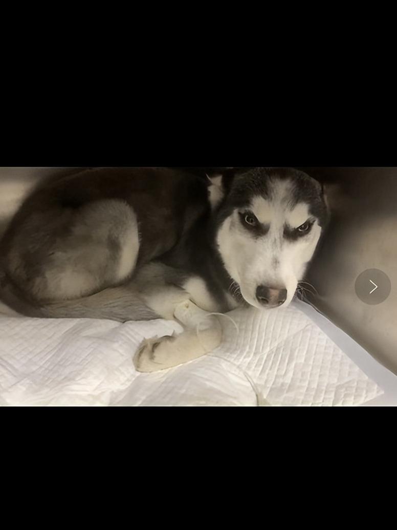 细小治愈后还是没精神,细小治愈了站不起来了