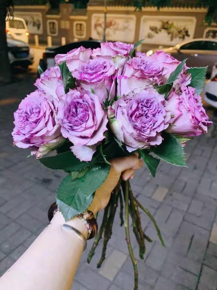 月季品种醉花,月季品种大全及图片欣赏