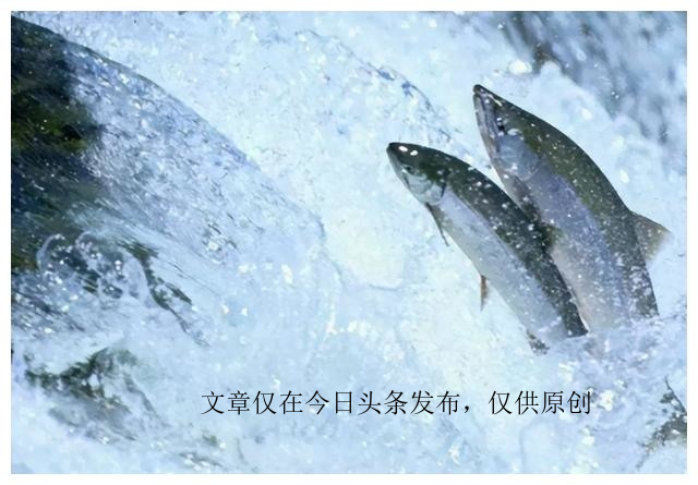 为什么老虎不吃猪肉是有原因的,老虎为啥不喂猪肉