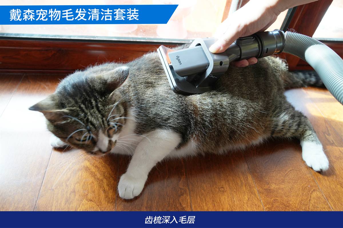 戴森吸猫毛神器,戴森宠物毛发清洁套装