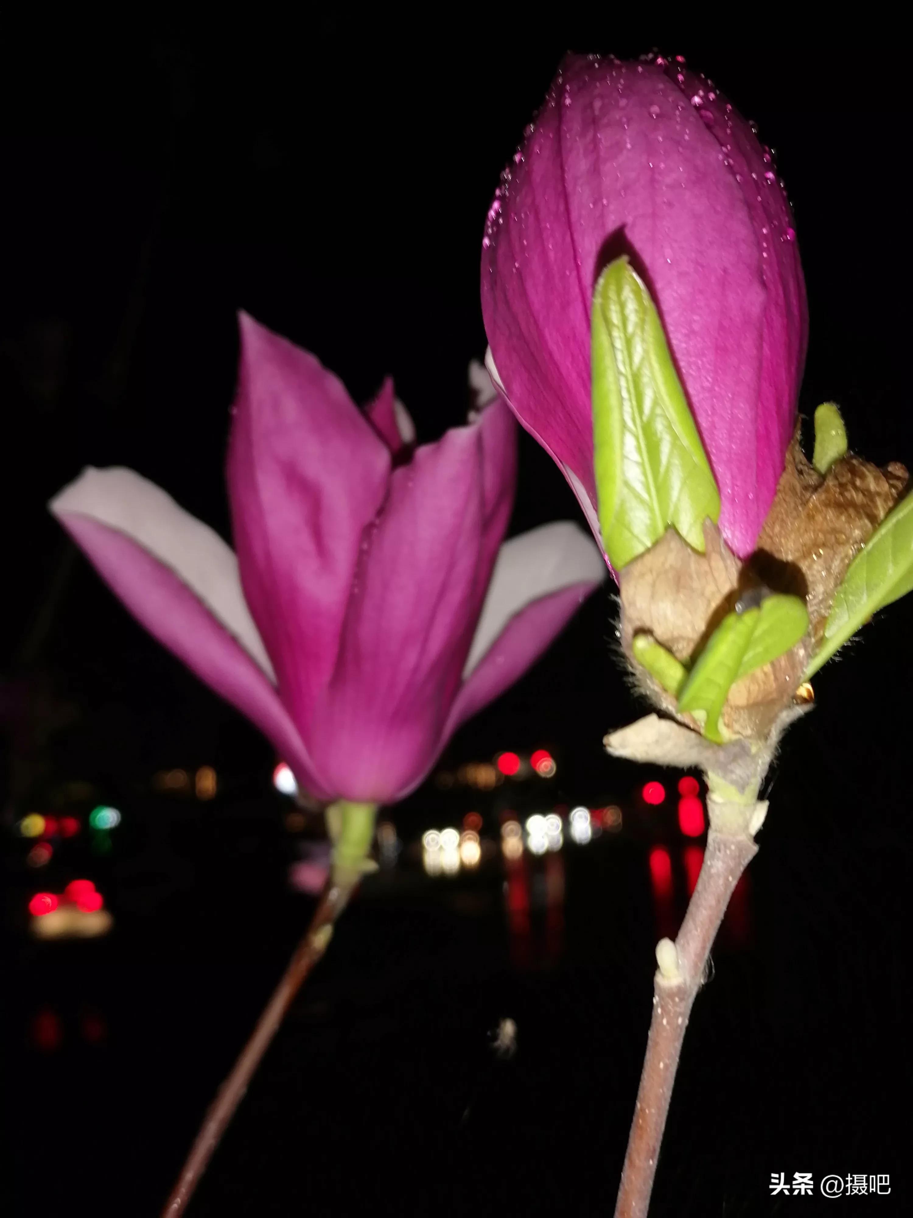 雨夜玫瑰背景图,玫红色唯美图片