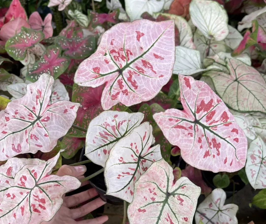 睡觉房间里养什么花草最好,卧室里适合养什么东西