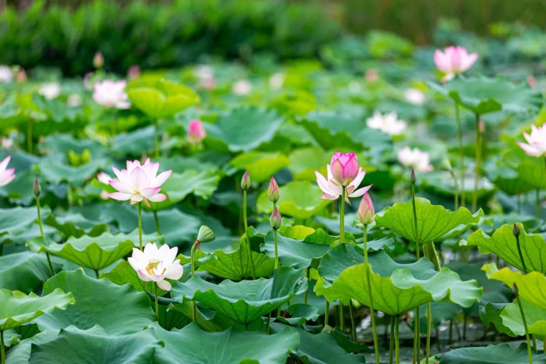 五首最美荷花诗词送你清凉一夏,30首荷花诗词唯美整个夏天