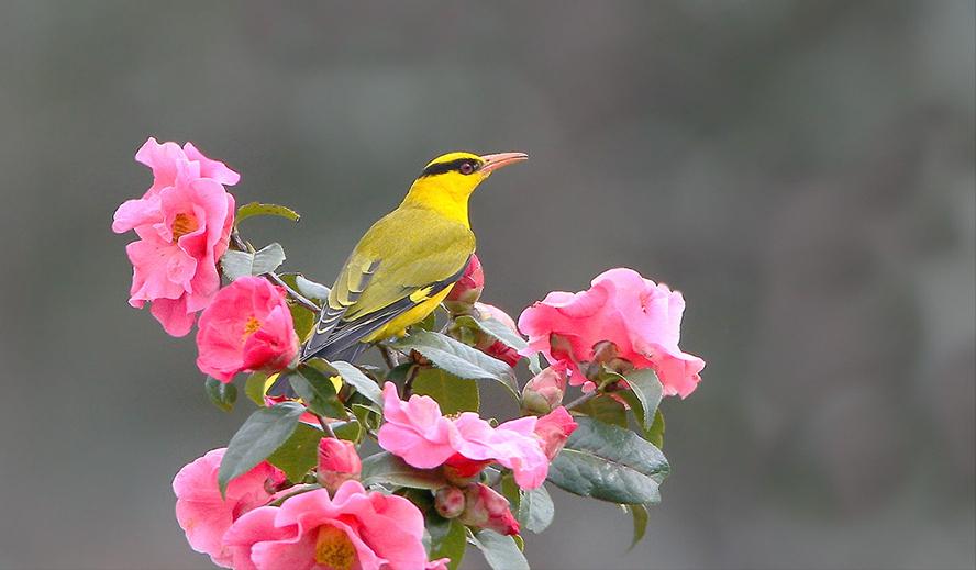 鸟儿大全高清图,高清珍稀鸟动态图片大全