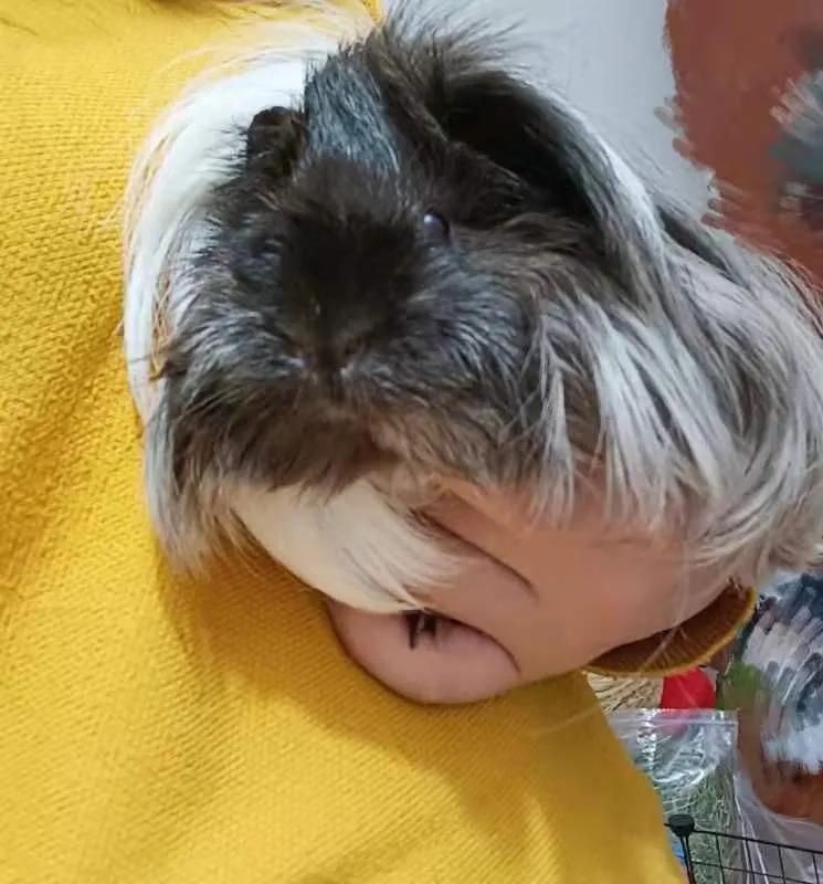 荷兰猪怀孕了之后会怎么办,荷兰猪流产暴瘦怎么办