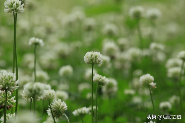 乡土青春小说,乡土小说农村爱情现代