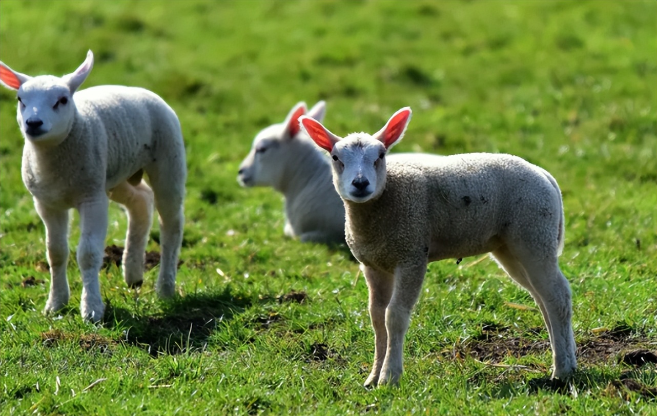 羊为什么贫血,僵羊弱羊调理方法