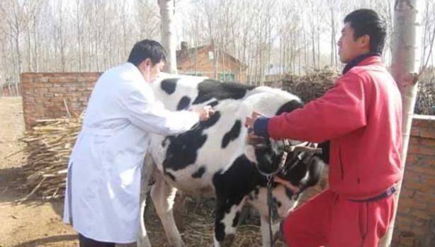 美国人养牛新方法,美国人养牛的方法