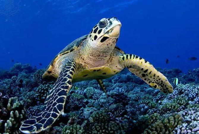 委内瑞拉纸币连号,委内瑞拉纸币演变