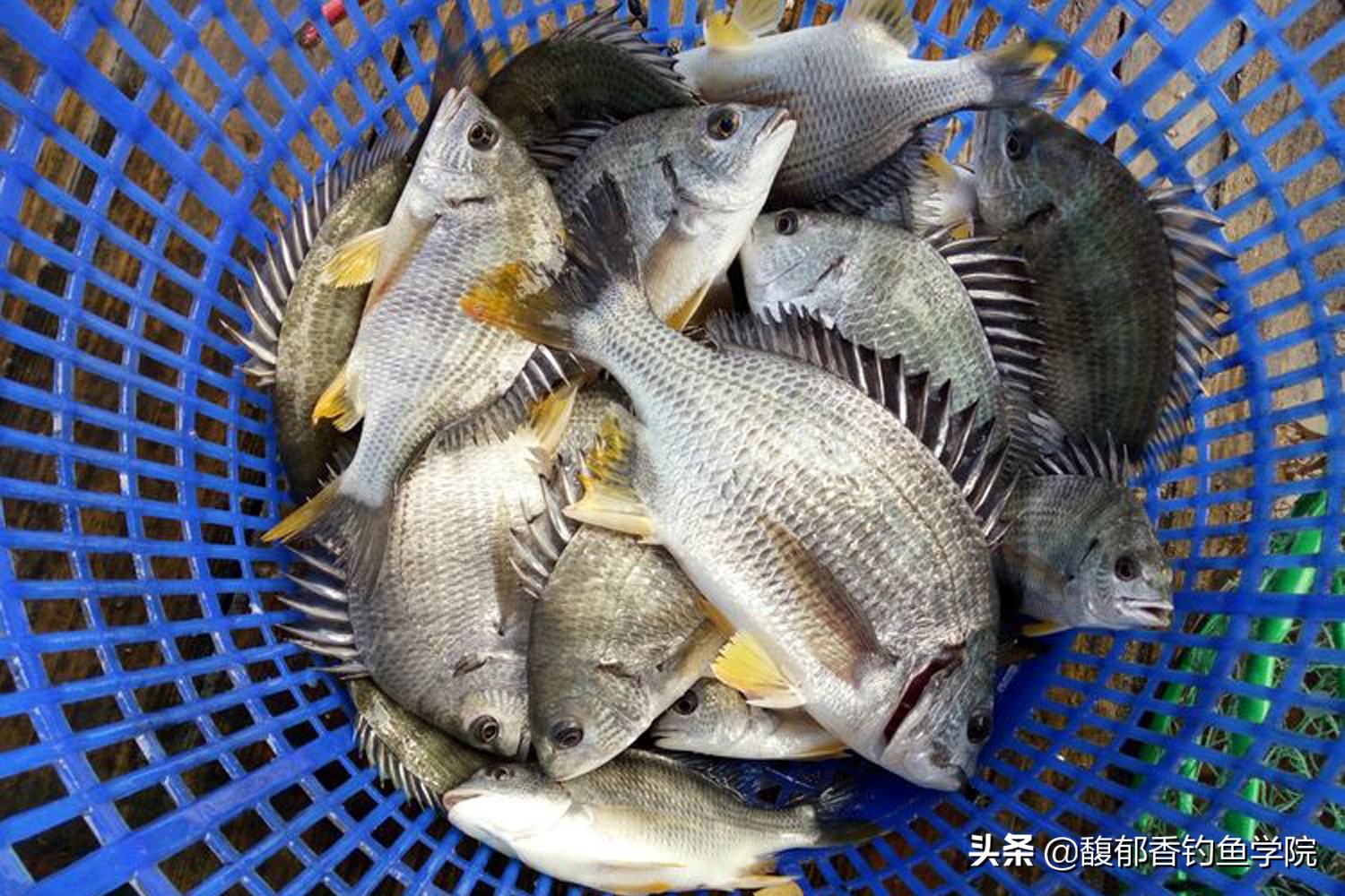 海钓效果最好的鱼饵沙蚕,青沙蚕和红沙蚕哪个海钓效果好