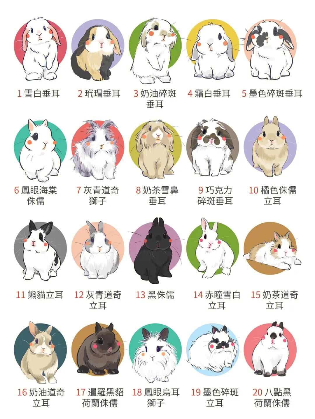 兔年跟风养个兔,哪种品种的兔兔好养还便宜