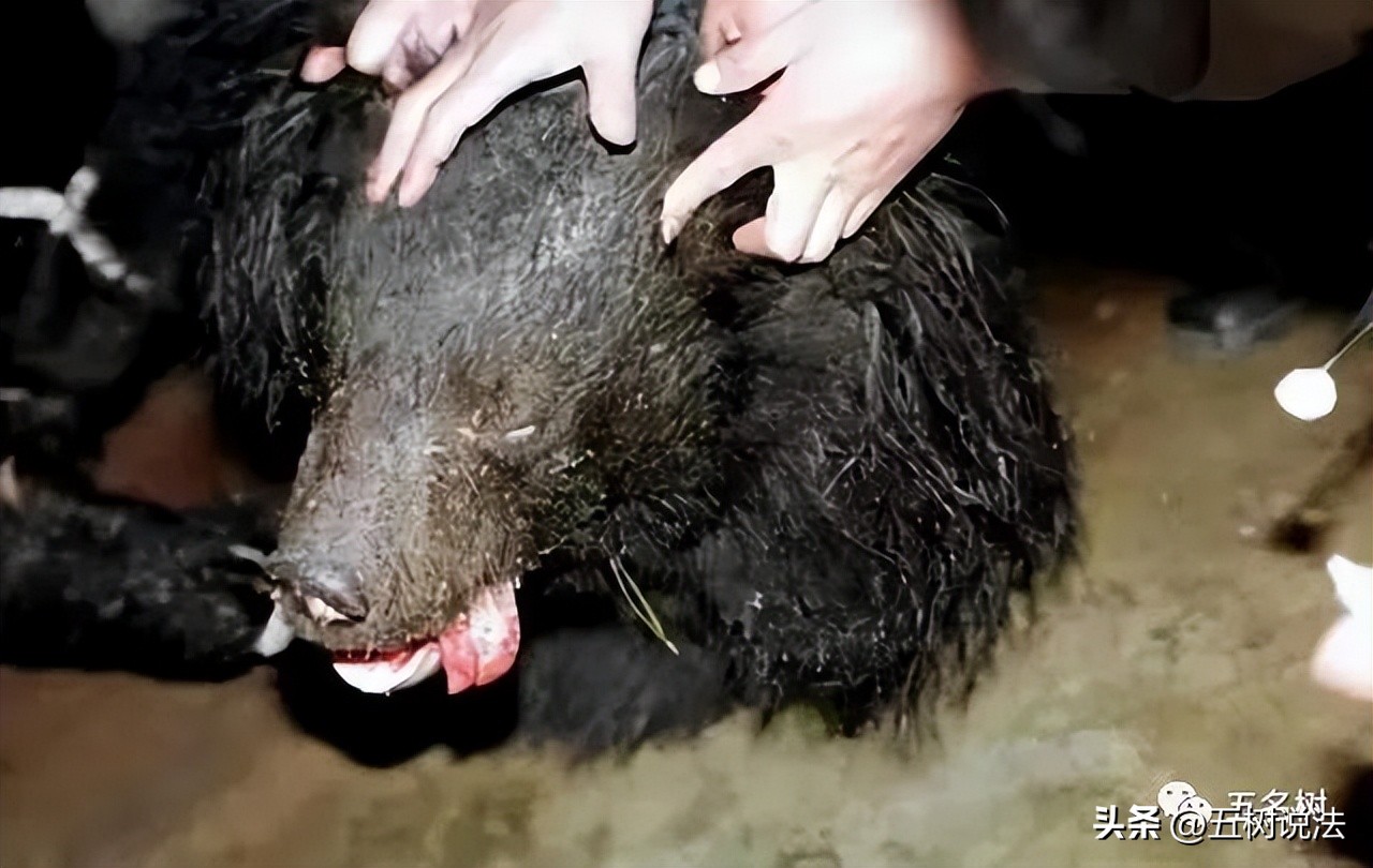 社会正义与职业机会：硫酸泼熊的大学生入职中科院引发思考