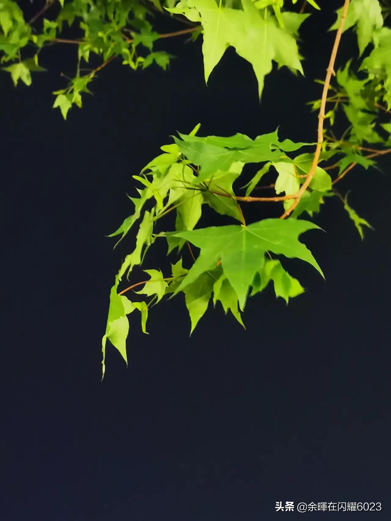 元条小头折断将幻影打下车去她重伤入院