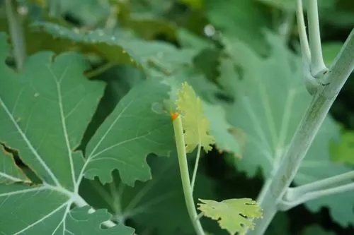 野外绝不能碰的有毒植物,农村山里常见的有毒植物