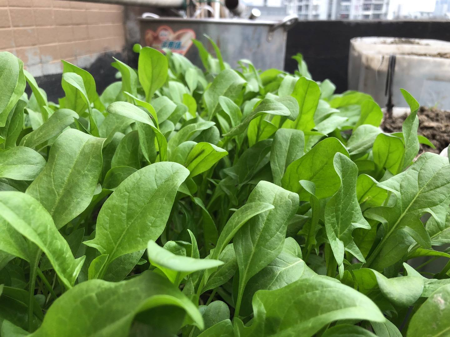 不建议在阳台种的8种菜,阳台种菜推荐种什么