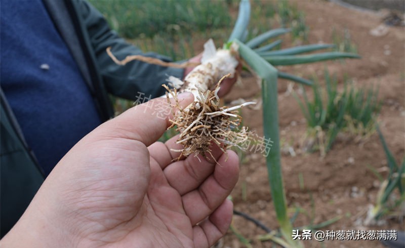 葱上的虫子是什么样,葱的根部生白色虫子