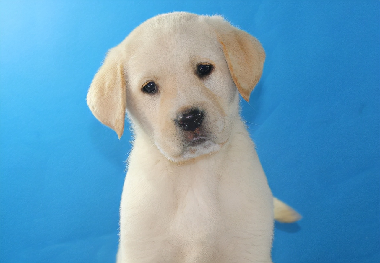 第一次购买小狗时，需要注意哪些问题？我来帮你总结一下