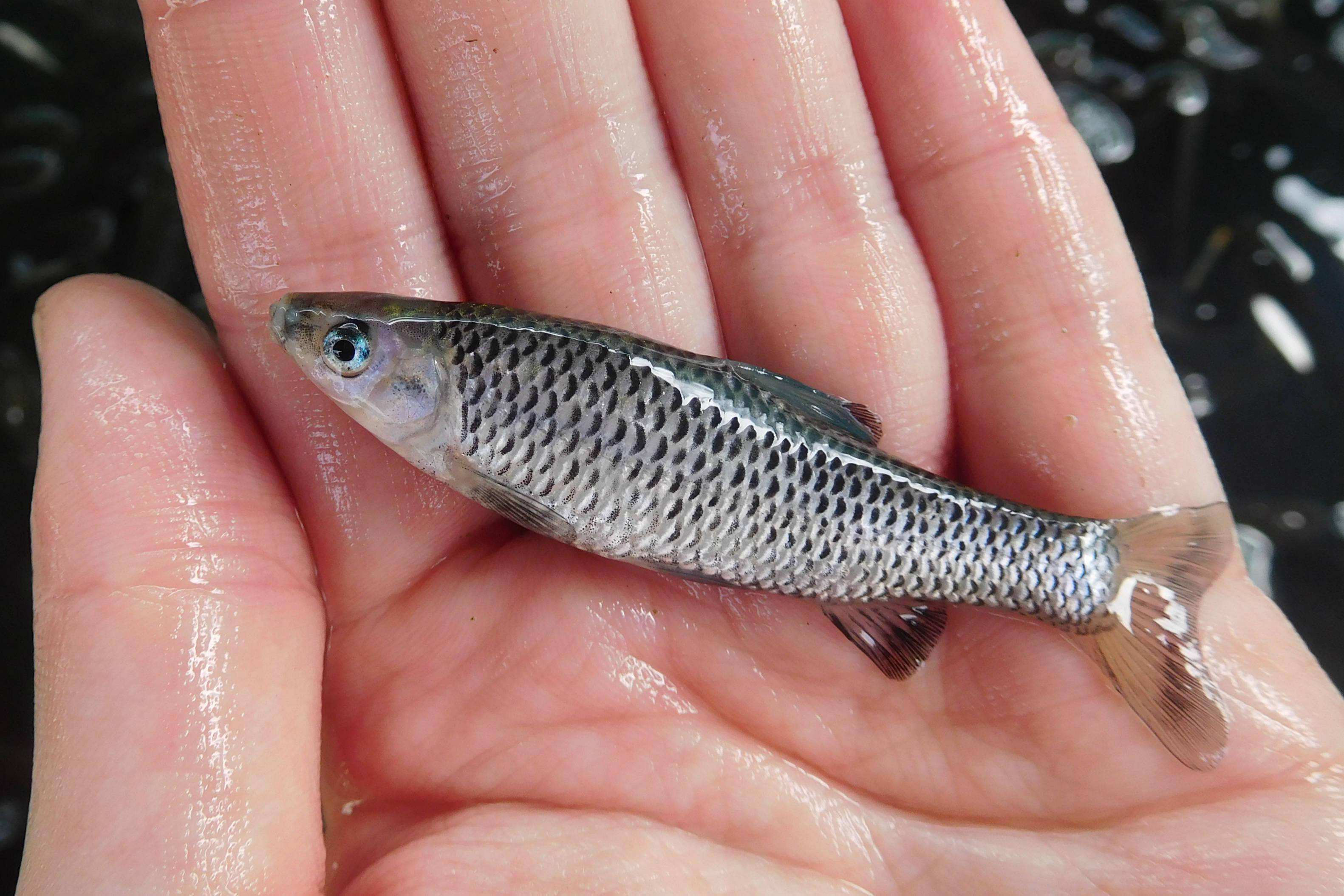 让钓友头疼的4种小杂鱼,让钓鱼人最讨厌的十种小杂鱼