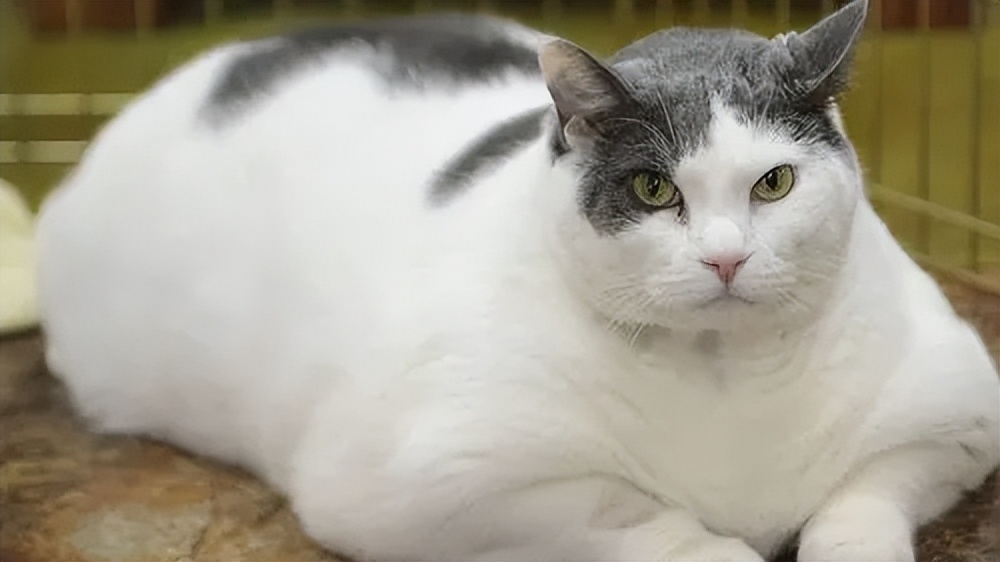 科普｜猫咪的肝病究竟是什么？本文告诉你如何预防