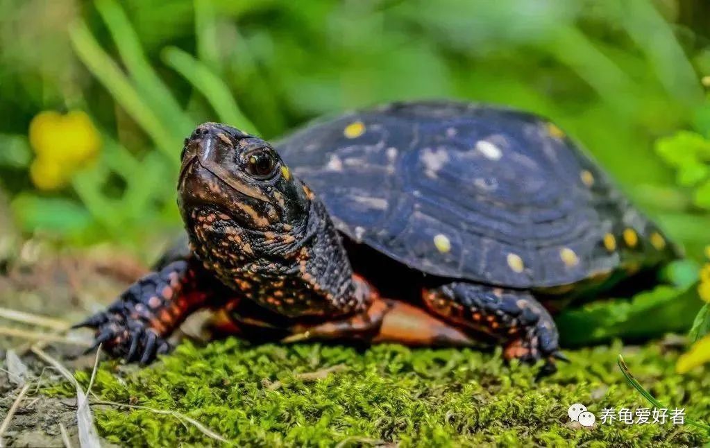 野生乌龟和家养龟有什么区别,野生龟和饲养龟的区别