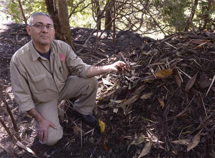 世界上最大鸟巢,世界最大的鸟巢排名